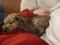 6 Aylık Aşıları Tam Toy Poodle