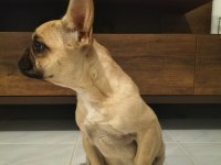 6 Aylık Dişi Coco Fawn French Bulldog
