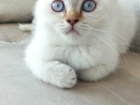 BLUE POİNT BRİTİSH SHORTHAİR YAVRULARIMIZ YUVA ARIYOR