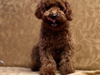 Safkan şecereli toy poodle