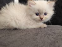 Safkan British Longhair