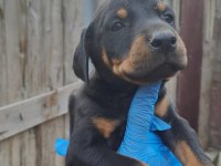 ORJİNAL BLUE VE EUROPE DOBERMAN