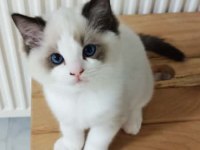 SAFKAN RAGDOLL BEBEKLERİMİZ YENİ YUVALARINI ARIYOR