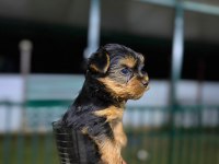 Teacup mini boy yorkshire terrierler