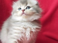 British Longhair