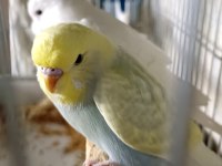 Yeni yeme düşmüş dişi ve erkek yavru kuşumuz