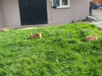 Hollanda lop mini lop cüce tavşan yavruları gönderim var
