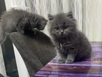 British Shorthair ve Longhair 2 Aylık Yavrular