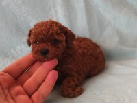 Poodle Minişlerim