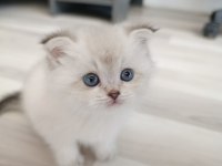 Silver Scottish Fold Blue Point Silver İngiliz Kedisi