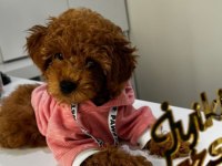ACİL POODLE ACİKLAMAYİ OKUYUN