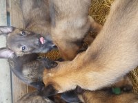 Malinois sağlam kan hattı