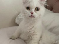 Sevimli uysal kedi