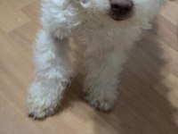 Beyaz maltipoo