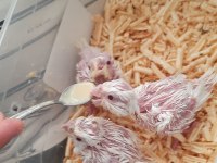 Yavru sultanlar albino
