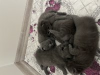 Son 2 yavru british shorthair uyguna verilecektir
