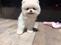 Teacup Teddy Üst Kalite Pomeranian