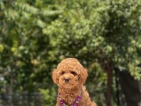 Çok Sevimli ve Oyuncu Toy Poodle Yavrularımız