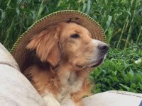 English Setter
