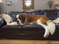 Sarkan St Bernard Yavrular