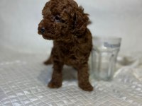 Orijinal Toy Poodle Bebekler
