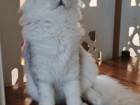 Scottish straight longhair ns 11 erkek