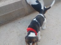 Elizabeth Beagle yavrular