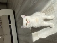 SLİVER YAVRU KEDİMİZ