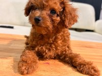 POODLE EVİN EN MİNİĞİ KENDİNE YUVA ARIYOR