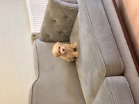 Toy Poodle Apricot