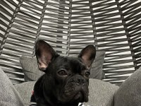 Eğitimli Fransız Bulldog