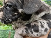 2 aylık french bulldog yavrular
