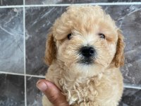 Bichon frise yavrular