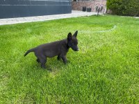 North American Wolfdog ve Alman Kurdu yavruları