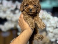 A kalite ırk sağlık garantili Maltipoo yavruları