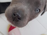 Cane Corso Yavrusu 2 Aylık