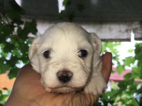0 numara Maltese yavrular