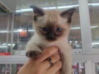 SEVİMLİ SİYAM KEDİSİ YAVRULARI