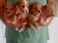 Badem şekerleri maltipoo