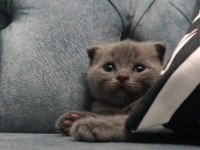 Scottish fold yavrularımız yeni yuvalarını arıyor