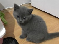 British kedimiz gri