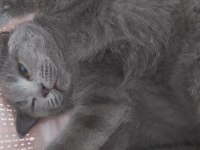 5 aylık yavru scottish fold