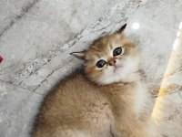 Yaklaşık 3 aylık sevimli british shorthair yavrumuz