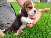 Harika Beagle Bebekler