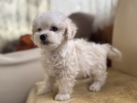 Köpeğimize acil yuva arıyoruz