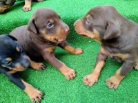 Estetikli Doberman Yavrular