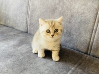 2 Aylık Dişi British Shorthair