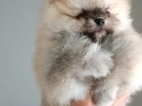 Orijinal Pomeranian Boo Köpeği