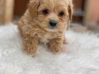 2 aylık sağlıklı maltipoo yavrularımız