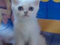 Scottish fold yavrular